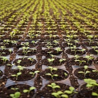 Orchards and gardens around the world 4 k icon