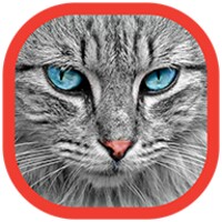 Cats Wallpapers icon