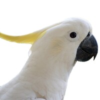 Parrot TV icon