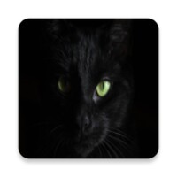 Pictures of cats more than 100 pictures 4k icon