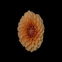 Pictures of flowers and roses with high resolution 4 k icon