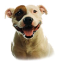 Pitbull Dog Live Wallpaper 7.1