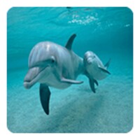 Dolphins Live Wallpaper icon