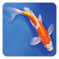 Koi Fish Live Wallpaper icon