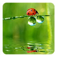 Ladybug Live Wallpaper