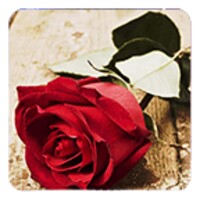 Roses Live Wallpaper icon