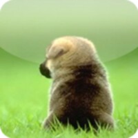 Puppies Wallpapers for Chat 1.0.22