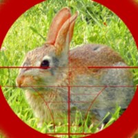 Rabbit Hunting 1.5