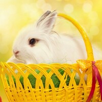 Rabbit Wallpaper icon