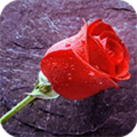 Rain Rose 1.2