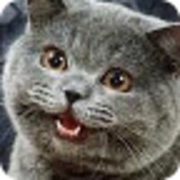 Random Lolcat icon