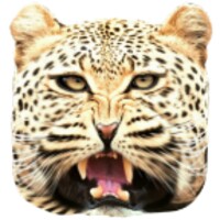 Real Cheetah Simulator 1.6