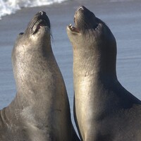 Sea lion sounds icon