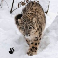 Snow Leopard icon