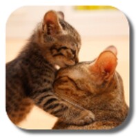So Cute Cat icon