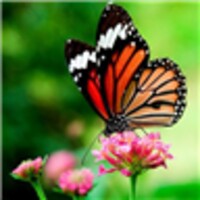 Butterflies Live Wallpaper icon