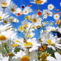 Flowers Live Wallpaper 5.7