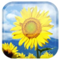 Sunflower icon