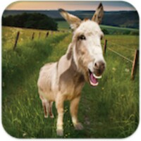 Talking Donkey icon