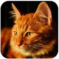Talking Lovely Cat icon