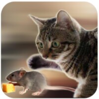 Talking Reality Cat 1.33