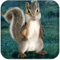 Talking Squirrel icon