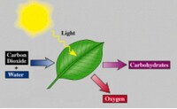 Talmi Biology Book( TBB) app icon