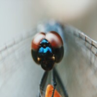 The most beautiful wallpapers of the fly animals icon