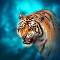 The Tiger icon