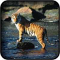Tiger Wallpapers icon