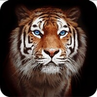 Tiger Wallpapers icon