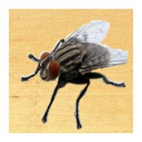 Insect Smasher icon