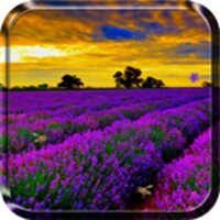 Lavender Live Wallpaper icon