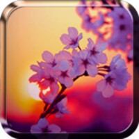 Sakura Live Wallpaper icon