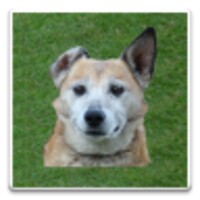 Trainer For Dog icon