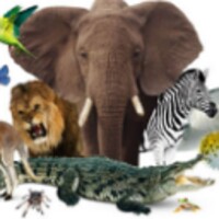 Voices of animals icon