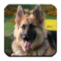 Wallpapers of German Shepherds icon
