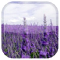 Lavender 1.1.4