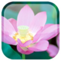 Lotus icon