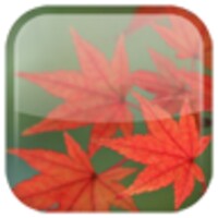 Maple icon