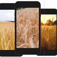 Wheat wallpaper icon