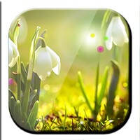 White Flowers HD Wallpaper icon