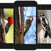 woodpecker wallpaper icon